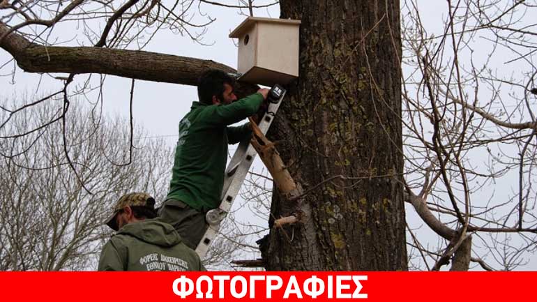 Ξύλινες τεχνητές φωλιές για πτηνά στο Δέλτα του Έβρου